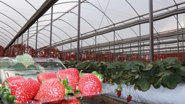 Estufa ZannaLeve estufa agrícola em arco oblongo Zanatta Estufas