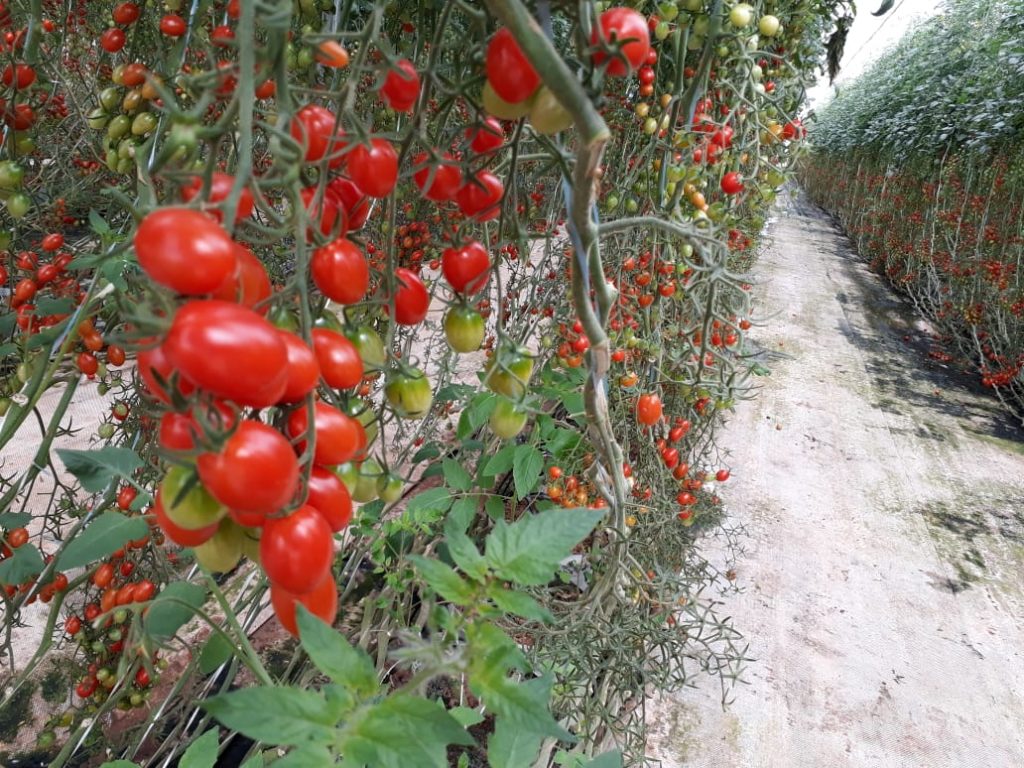 Principais vantagens do cultivo protegido do tomate