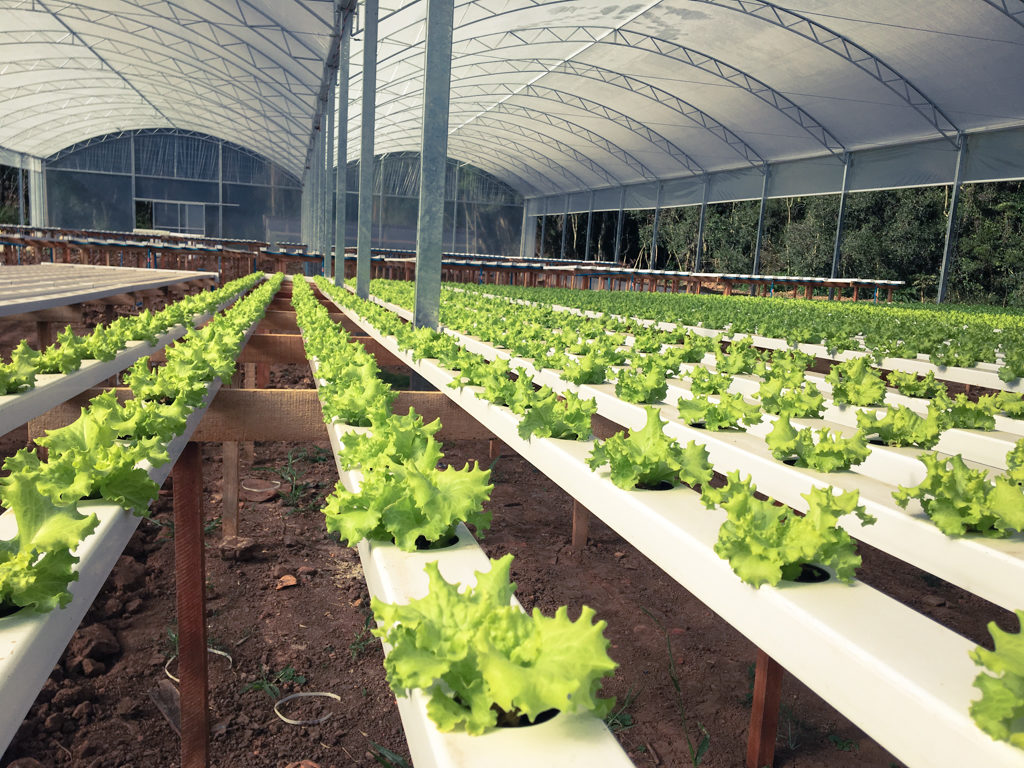 hidroponia pode aumentar a produtividade