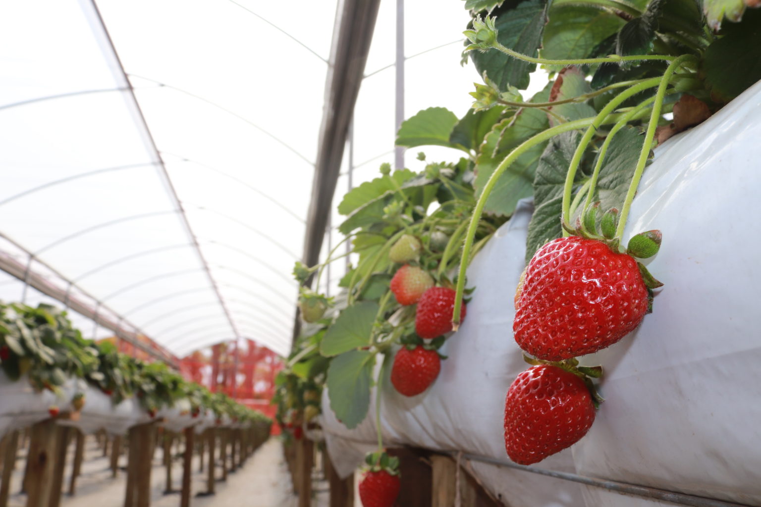 Morango Semi Hidropônico como funciona o cultivo suspenso Zanatta